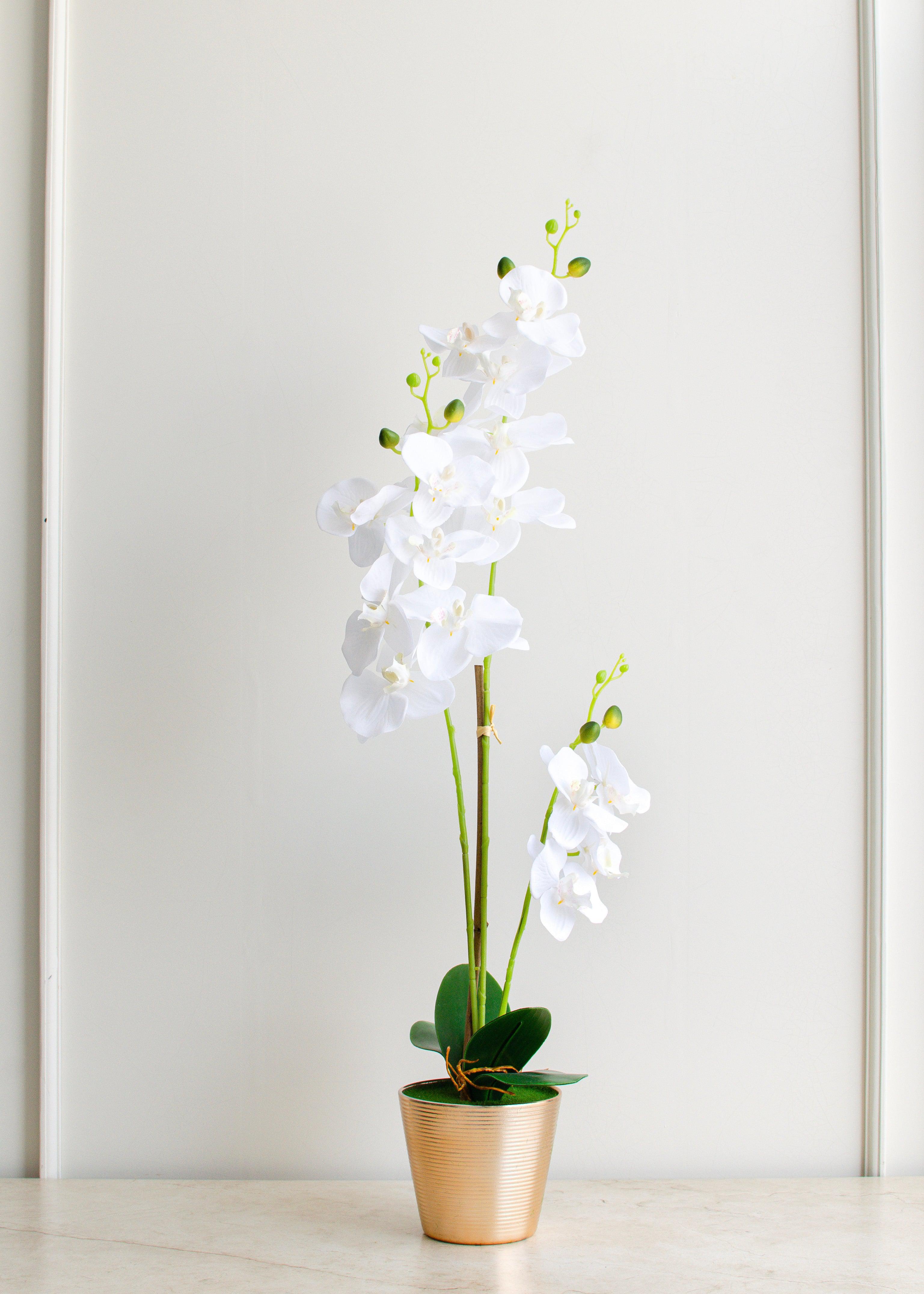 Flor orquídea blanca con maceta-Sala-MAHA
