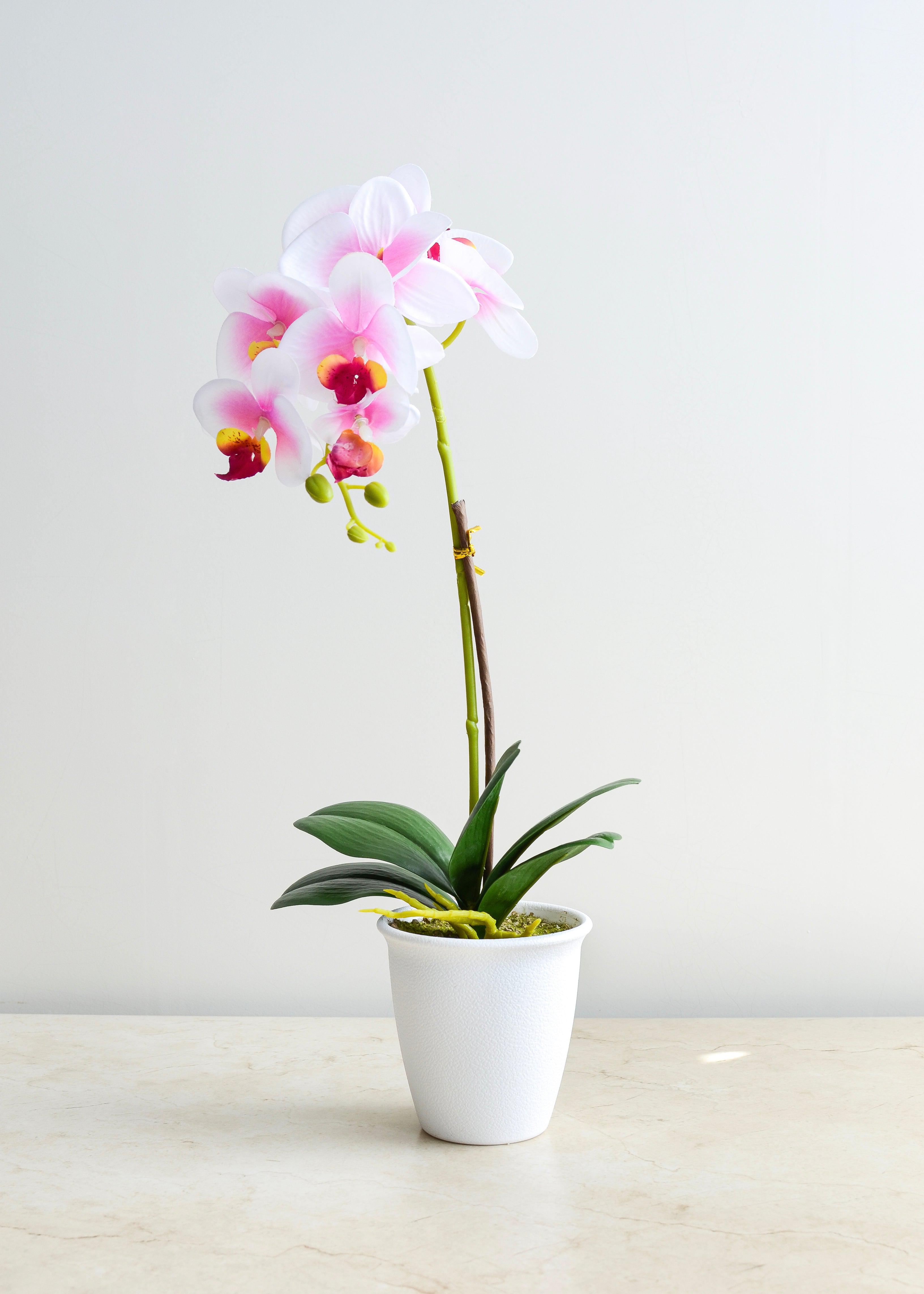 Orquídea - Bulbophyllum - Blanca/Rosa-Sala-MAHA