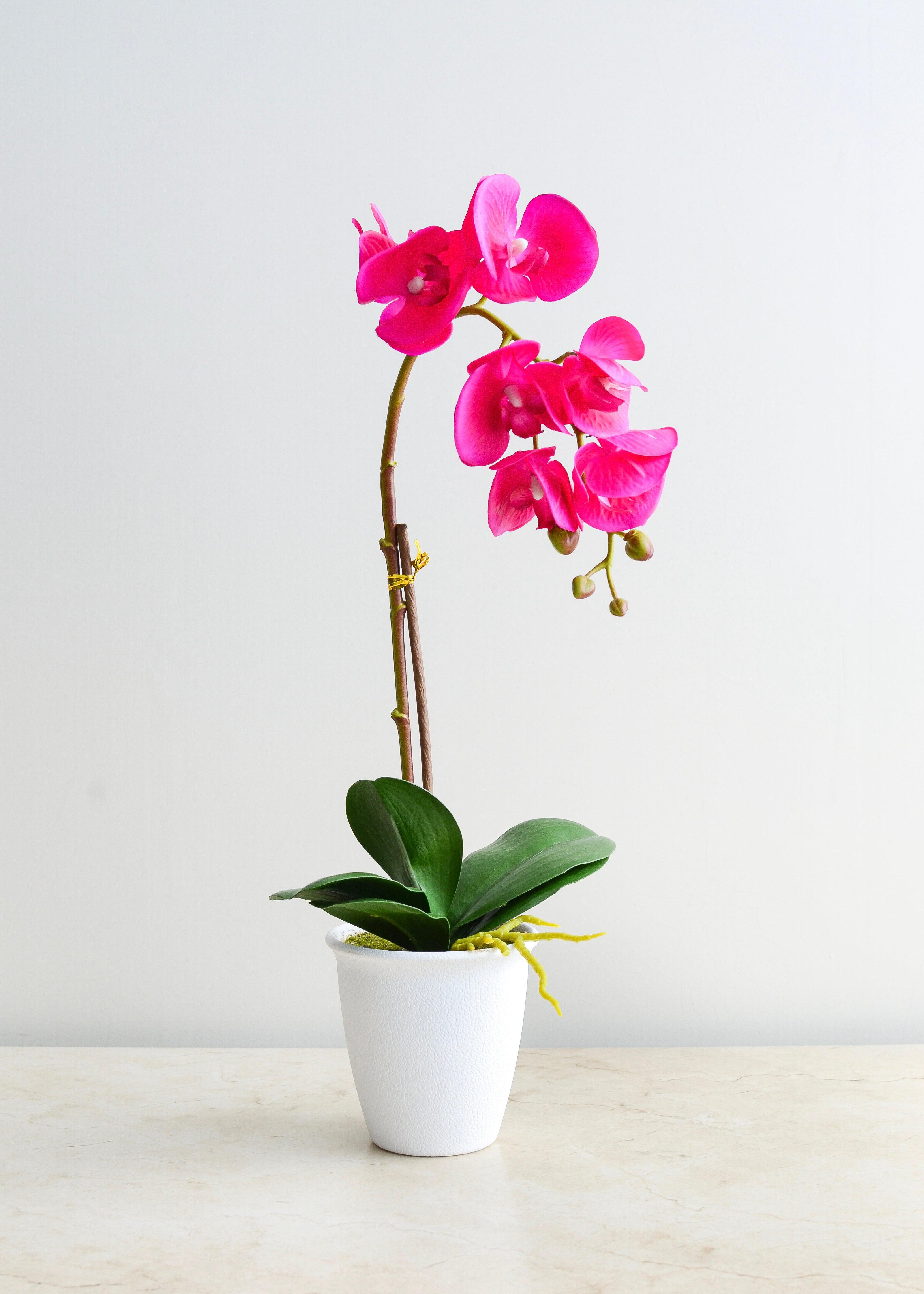 Orquídea - Bulbophyllum - Rosa-Sala-MAHA
